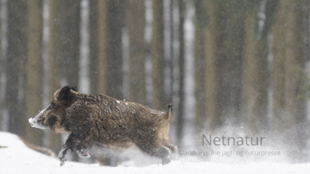 Forbud mod jagt på klovvildt i dyb sne