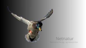 Fodringsforbud i mere end 90 år