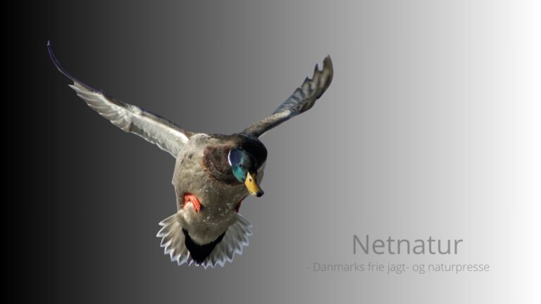 Fodringsforbud i mere end 90 år