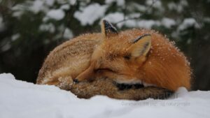 Rævesøvn - hvad er det egentlig?