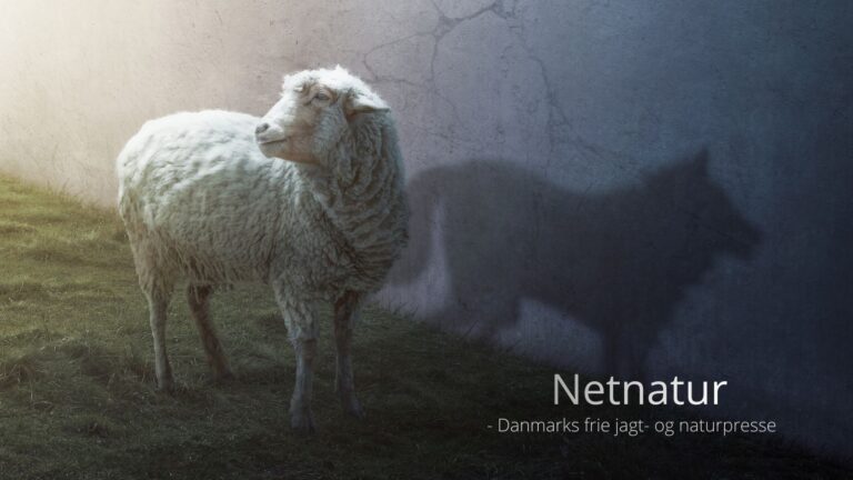 Hvad er en ulv i fåreklæder?