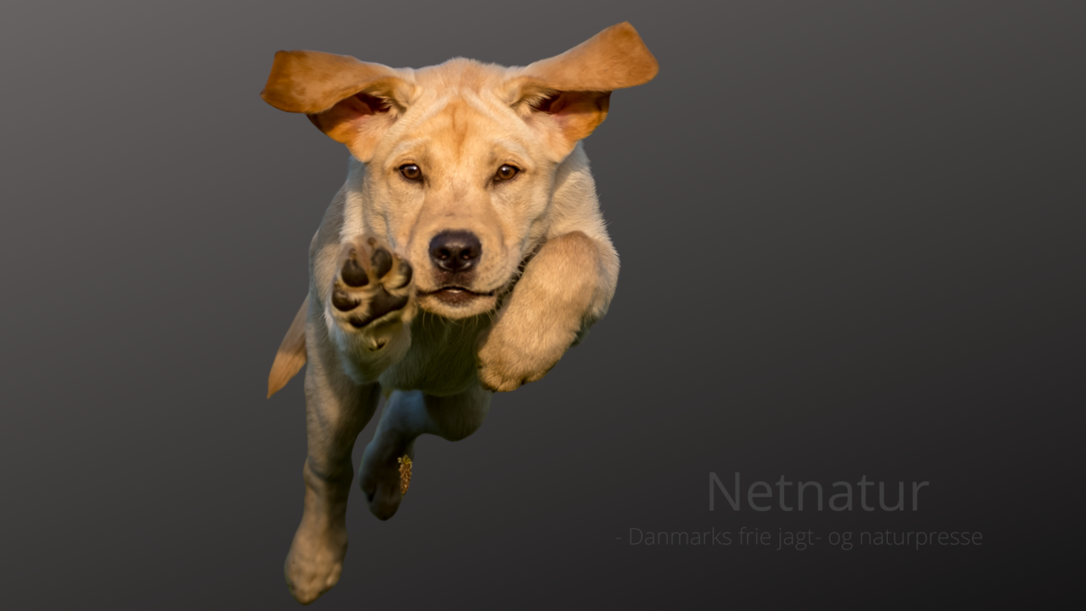 Løs hund i naturen kan give bøde på op til 5.000 kroner Løs hund i naturen kan give bøde på op til 5.000 kroner
