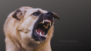 Tre personer dræbt af hunde