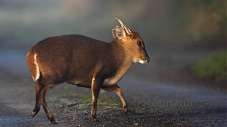 Hjortevildt stortrives i England Hjortevildt stortrives i England