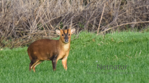 Muntjac og rewilding: Kan den asiatisk hjort fremme biodiversiteten?
