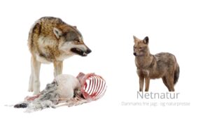 Jægerne blive misforstået i debatter om ulv, ræv og guldsjakal