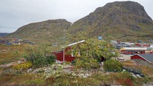 Et andet Grønland – fortalt gennem træer