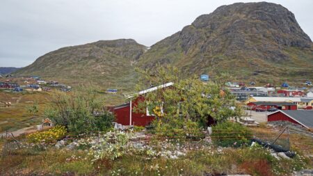 Et andet Grønland – fortalt gennem træer
