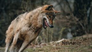 Må ulv skydes i nødværge til forsvar af hund?