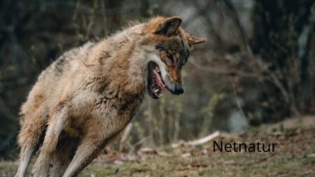 Må ulv skydes i nødværge til forsvar af hund?