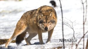 Dansk ulv skudt uden tilladelse Dansk ulv skud uden tilladelse