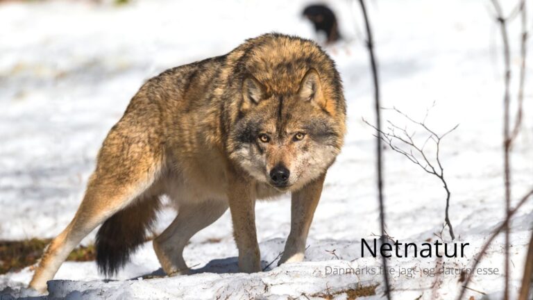 Dansk ulv skudt uden tilladelse Dansk ulv skud uden tilladelse