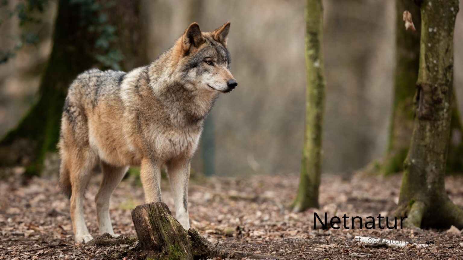 Ulven er blevet et symbol – men biodiversiteten er blevet taberen