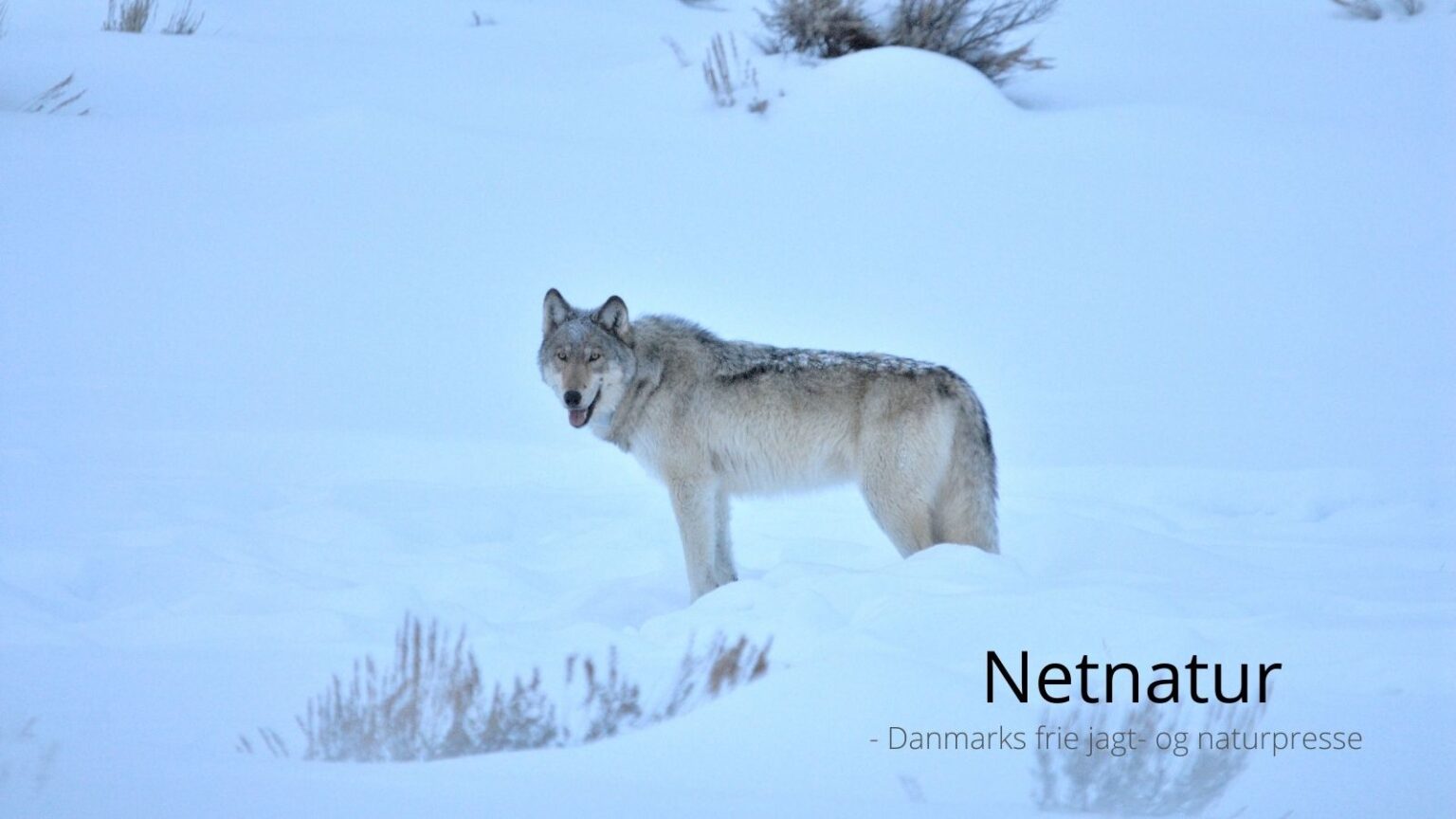 Januar 2026: fem centrale begivenheder om jagt og natur Januar 2026: fem centrale begivenheder om jagt og natur