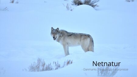 Januar 2026: fem centrale begivenheder om jagt og natur