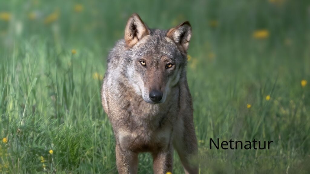 Naturligvis skal Nordsjælland ikke have ulve