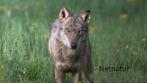 Naturligvis skal Nordsjælland ikke have ulve