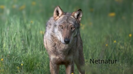 Naturligvis skal Nordsjælland ikke have ulve