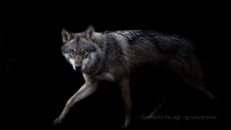 Hvorfor blev kvinde bidt af ulv?