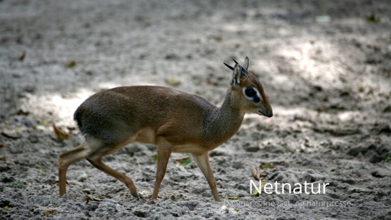 Jagt på dik-dik