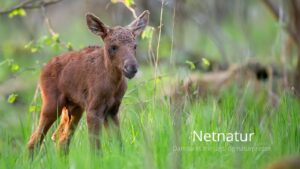 Hvorfor falder bestanden af elg?