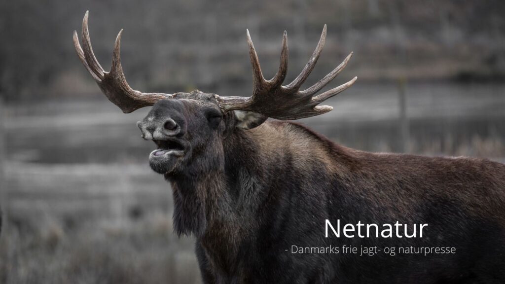 Far og søn skudt og dræbt under jagt