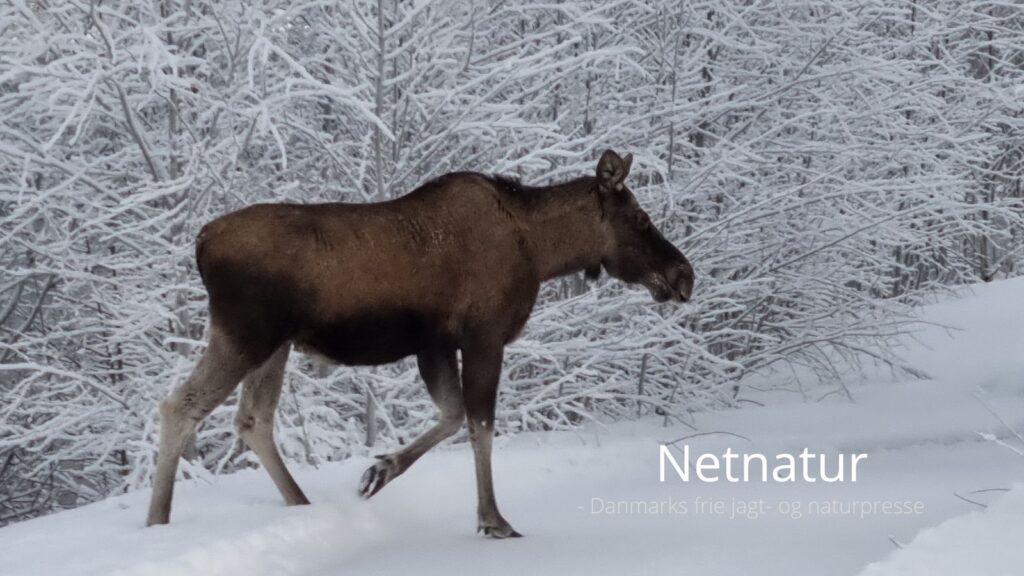 Video - set på nettet