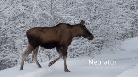 Video - set på nettet