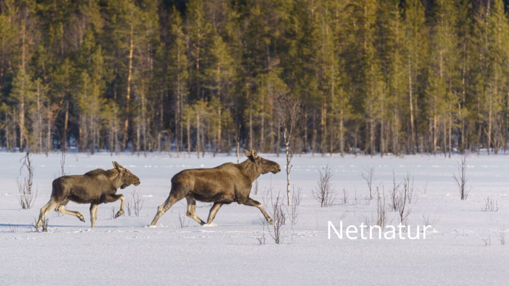 Elg er nu på rødlisten