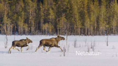 Elg er nu på rødlisten
