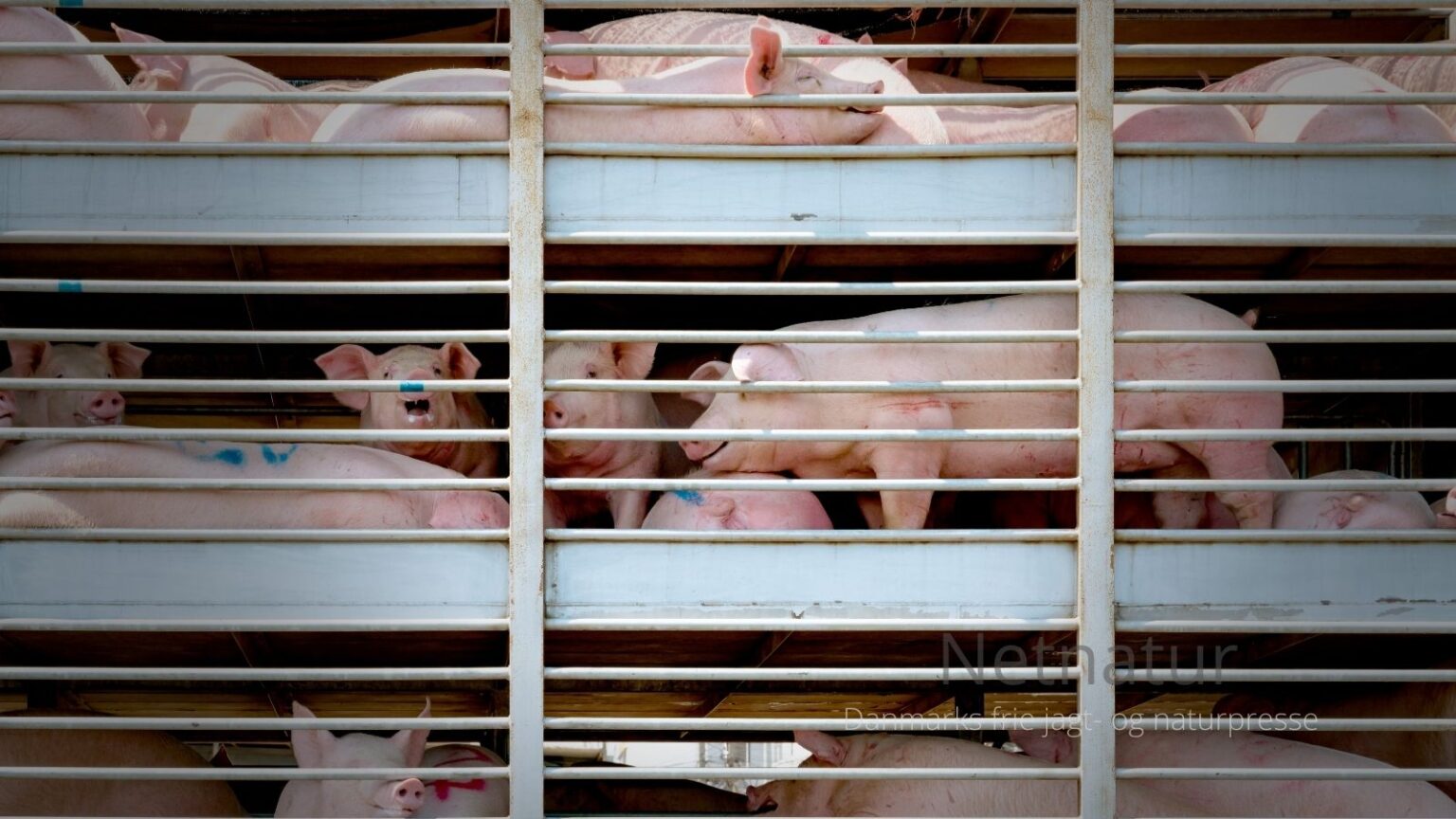 Samfundet skal ikke betale for fejlinvesteringer i svineindustrien