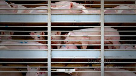 Samfundet skal ikke betale for fejlinvesteringer i svineindustrien Samfundet skal ikke betale for fejlinvesteringer i svineindustrien