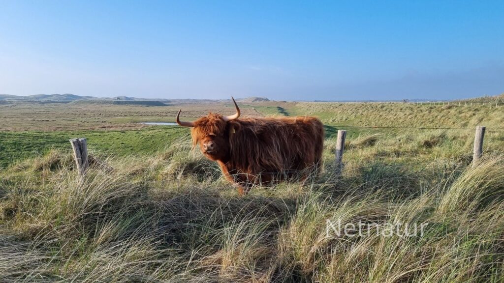 Projekt skal undersøge industrialisering af dansk husdyrhold