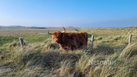 Projekt skal undersøge industrialisering af dansk husdyrhold Projekt skal undersøge industrialisering af dansk husdyrhold