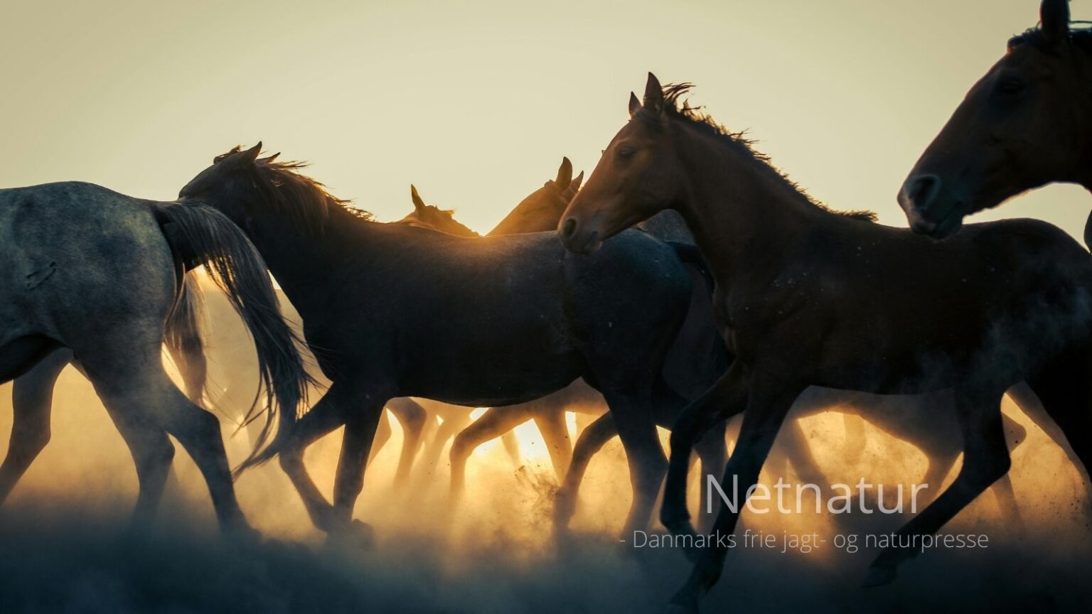 Nye ejere ændrer kurs i Mols: Vil fodre dyrene
