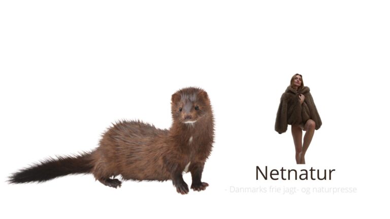 104 organisationer klager over pelsdyravl