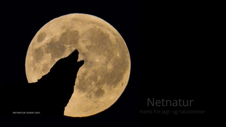 Mystikken vokser om nedlæggelsen af dansk problemulv