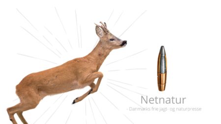 EU foreslår bly i ammunition til jagt på storvildt