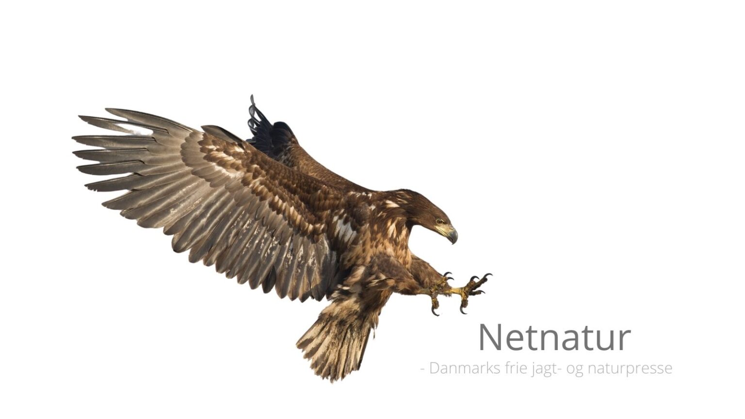 Hjernedødt at fælde træ med havørnerede