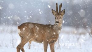 Jægere fangede mistænkt krybskytte