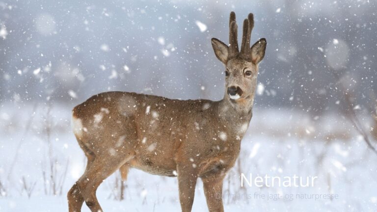 Jægere fangede mistænkt krybskytte