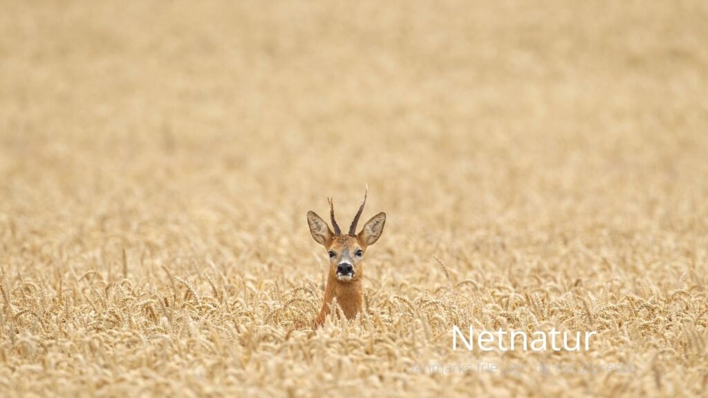 Jægerforbundet vejrer morgenluft efter svinevalget