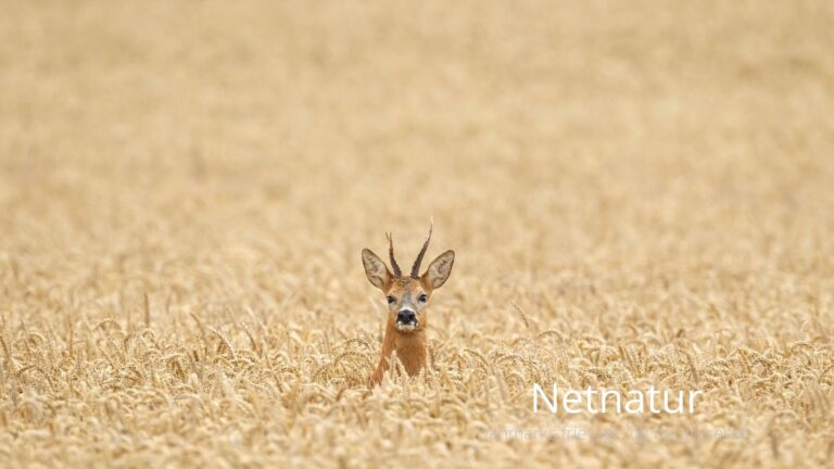 Jægerforbundet vejrer morgenluft efter svinevalget