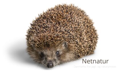 Sovende pindsvin ædes af rotter