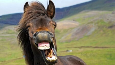 Vellykket demonstration i Mols Bjerge