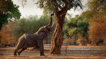 Tanzania: Elefanterne har fået deres gamle vej tilbage Tanzania: Elefanterne har fået deres gamle vej tilbage