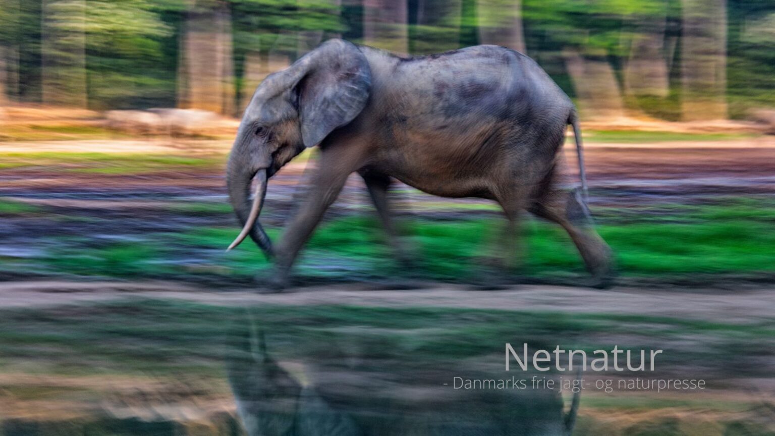 Afrikanske skovelefanter viser tegn på stabilisering