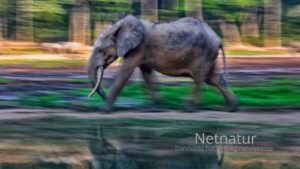 Afrikanske skovelefanter viser tegn på stabilisering Afrikanske skovelefanter viser tegn på stabilisering