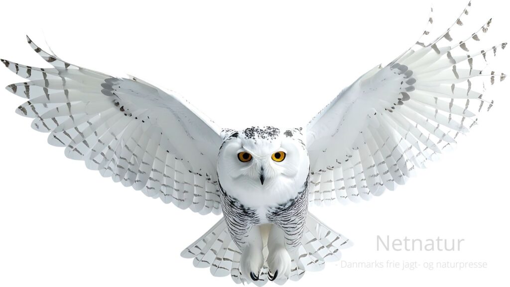 Sneuglen uddød i Sverige