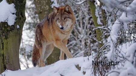 Ulv bider kvinde i ansigtet – Hamborg, marts 2026